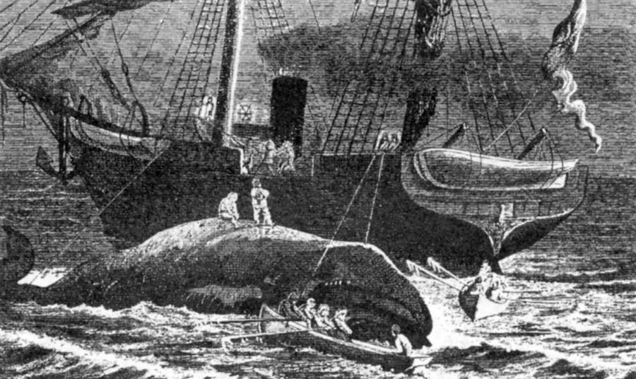 Whaling in The White Sea