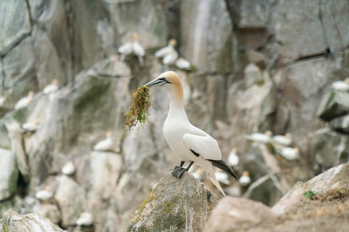 Northern-gannet-arctic-article.jpg