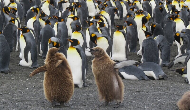 King-penguins.jpg