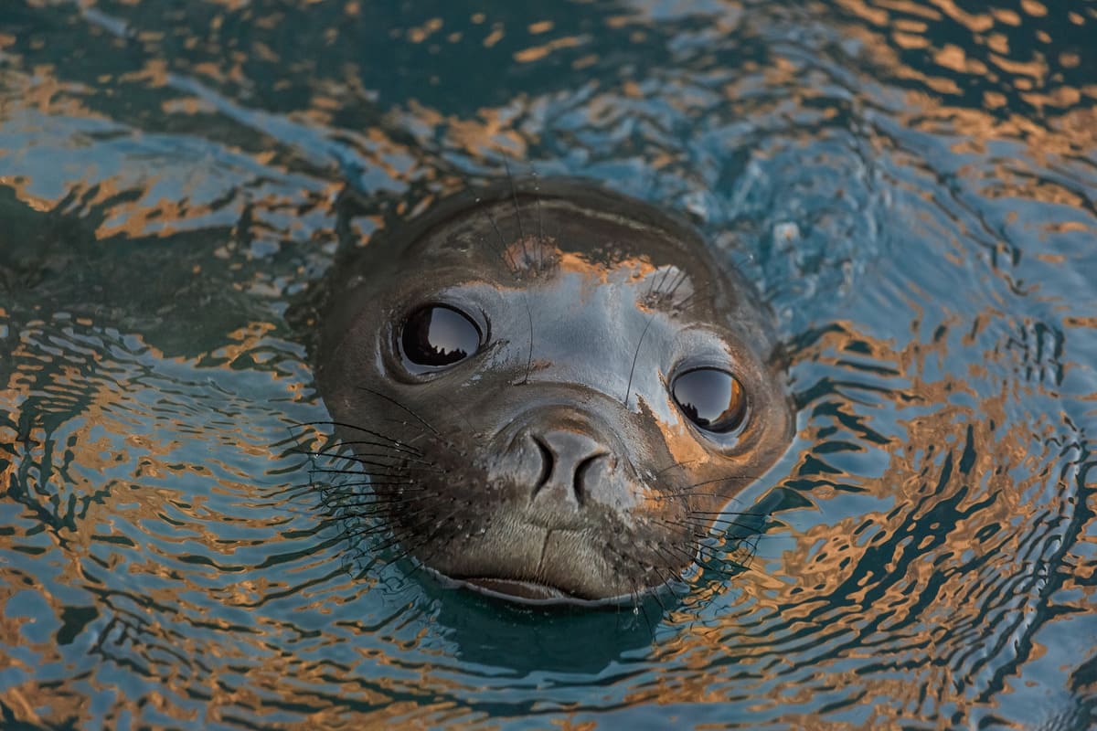 Antarctic Fur Seal Antarctic Fur Seal