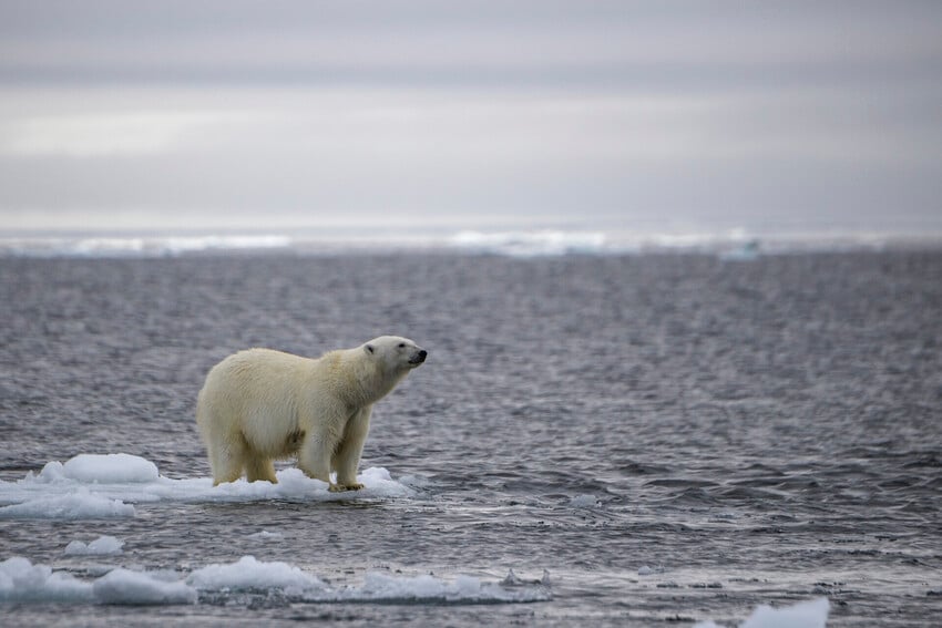 Polar Bears and Climate Change