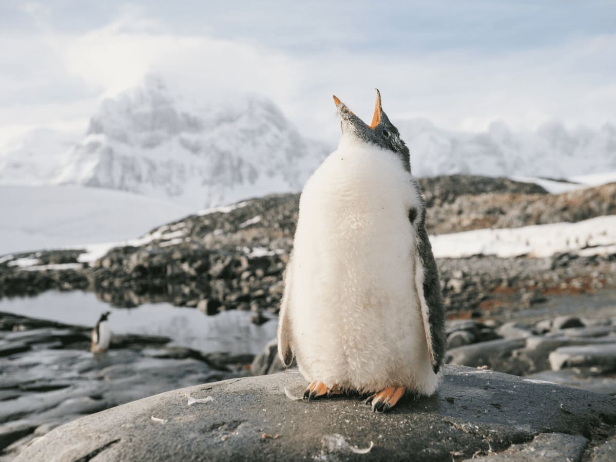 How Penguins Survive in Antarctica