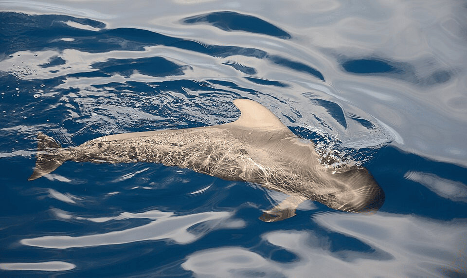 Pilot Whale