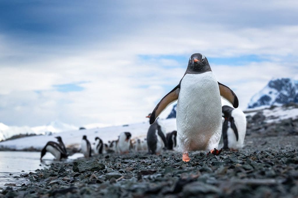 The Antarctic Ice Sheet The Antarctic Ice Sheet