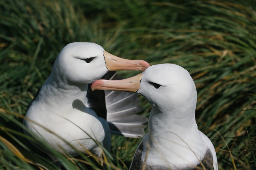 How long do Wandering Albatrosses live?
