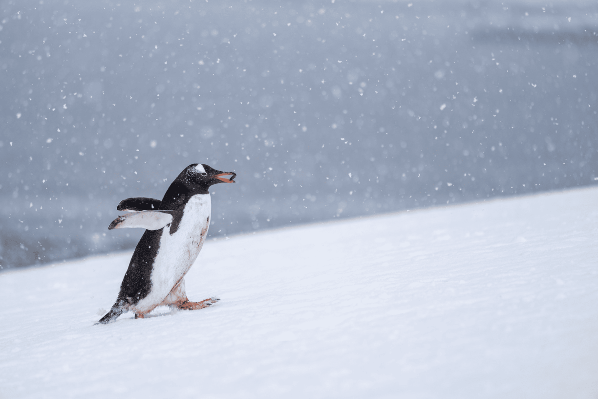 Penguins Swimming