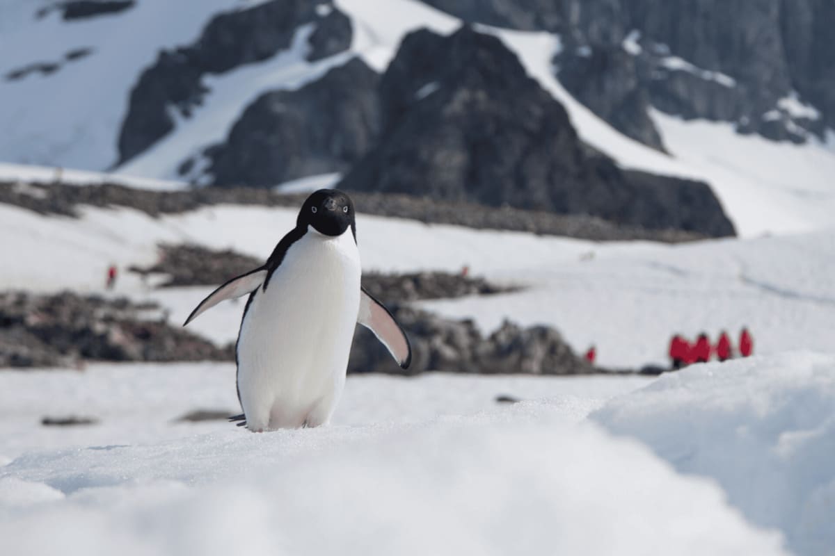 Penguin Breeding Cycle