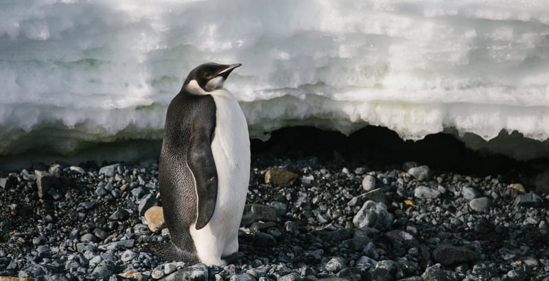 Emperor-penguin.jpg