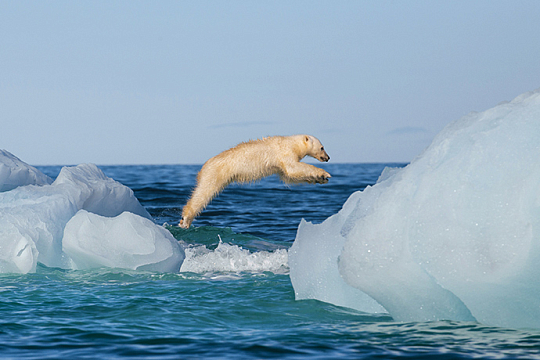 Polar bear, Franz Josef Land