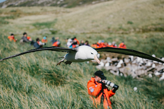 Majestic Albatross in Falkland Islands