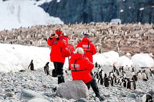 Visiting penguins place
