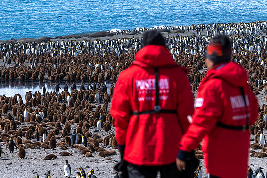 Falkland Islands penguins