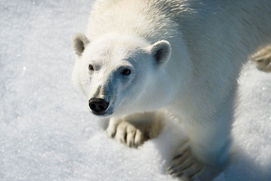 Franz Josef Land Polar bear