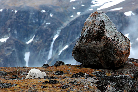 Polar bear Svalbard