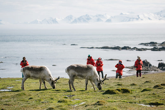 Watching Svalbard reindeer in Alkhornet, Spitsbergen