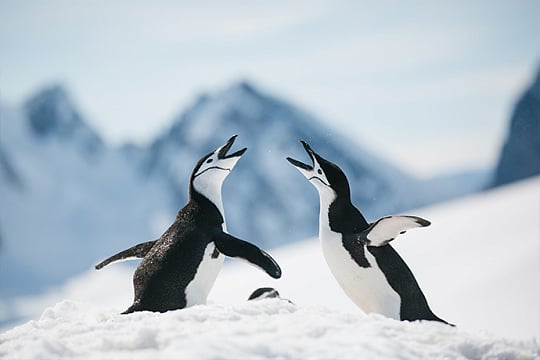 Funny penguins