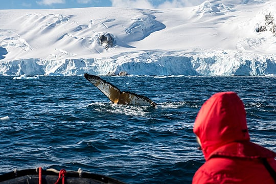 Encounering whales