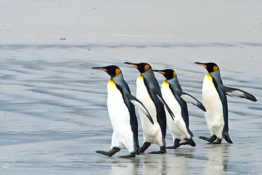 South Georgia Island Pinguins