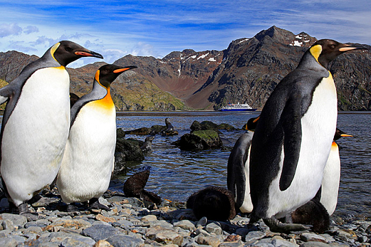 South Georgia Island Penguins