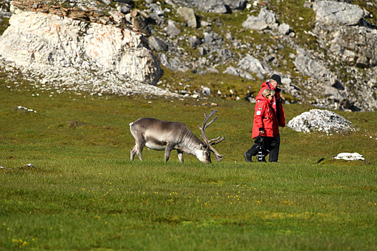 Reindeer Svalbard