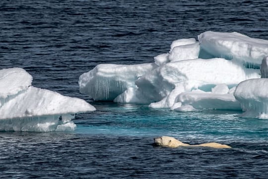 Polar bear encounters