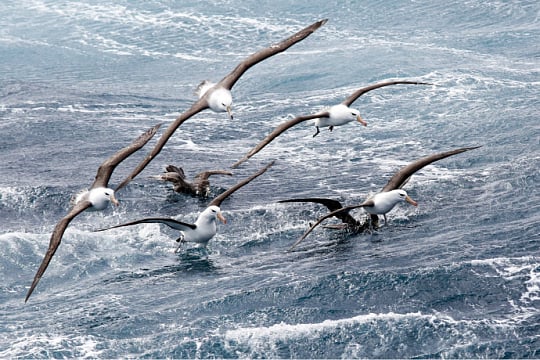 Albatrosses above the Southern Ocean