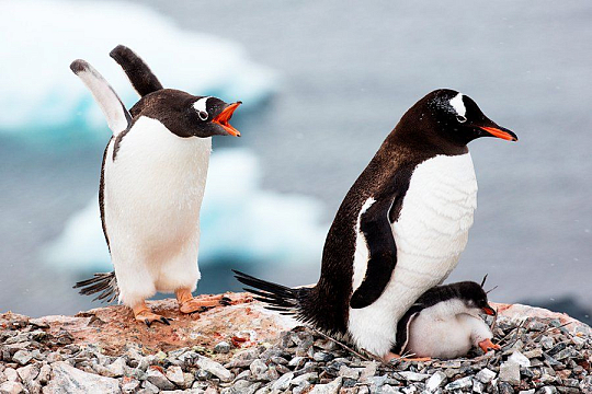Description:  Antarctic Peninsula Pinguins