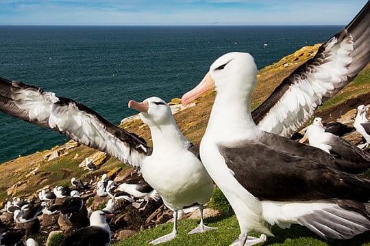 Majestic Albatross