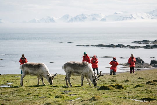 Watching Svalbard reindeer in Alkhornet, Spitsbergen