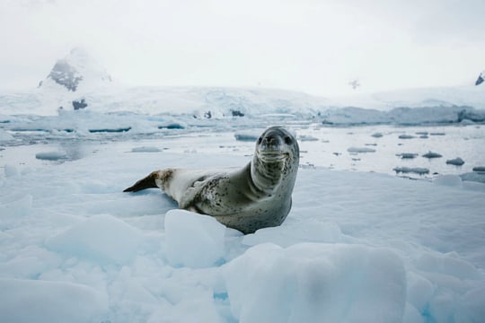 Seal in Antarctic