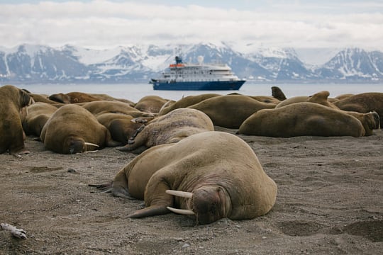 Walrus beach in Spitsbergen