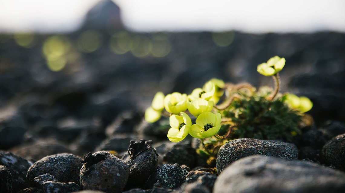 Arctic Circle, Jan Mayen & Spitsbergen flowers