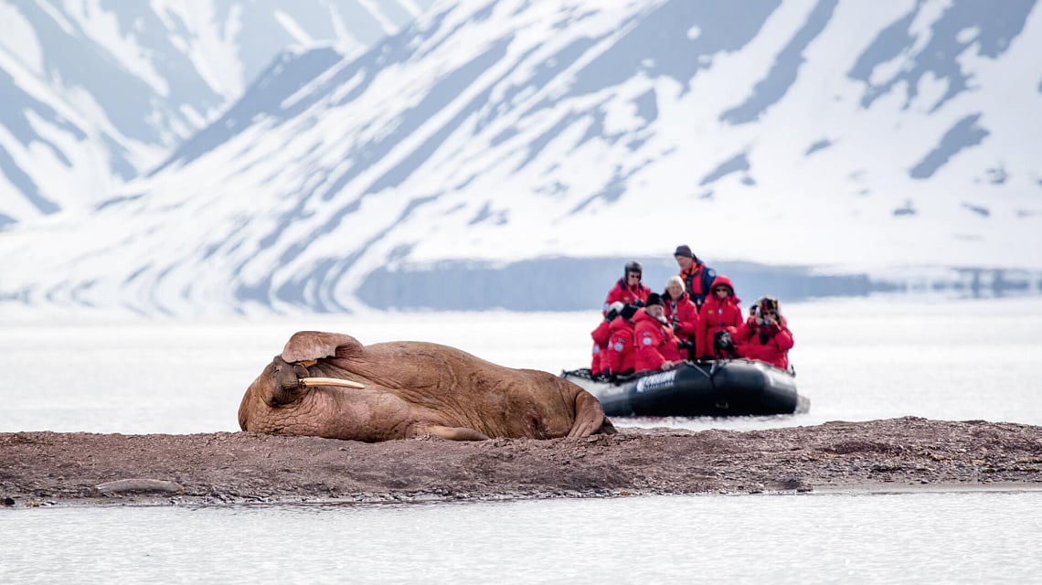 Franz Josef Land walrus