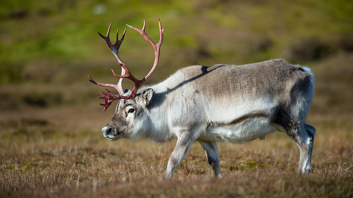 Spitsbergen, Greenland & Iceland reindeer