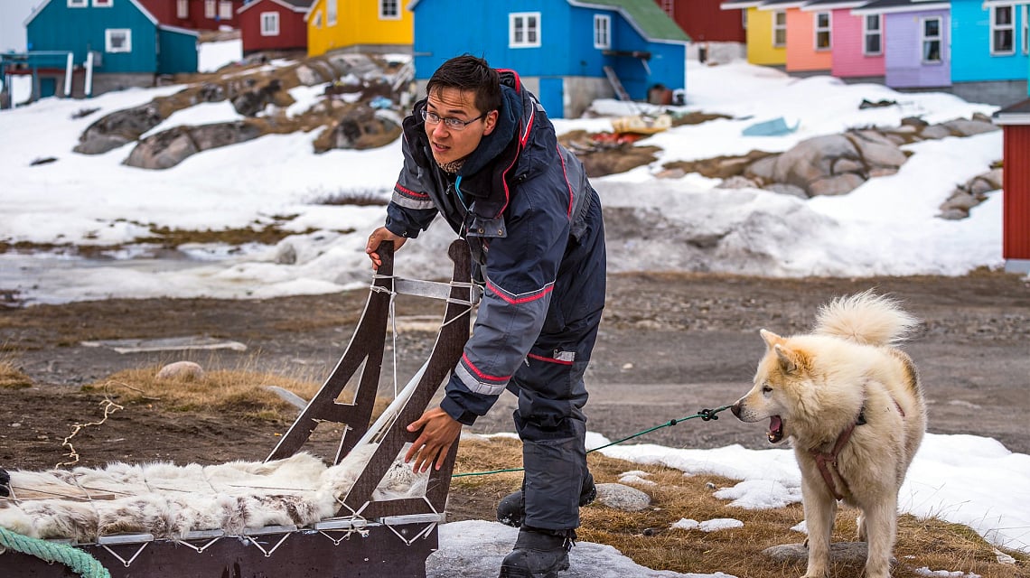 South & West Greenland and Disko Bay dog
