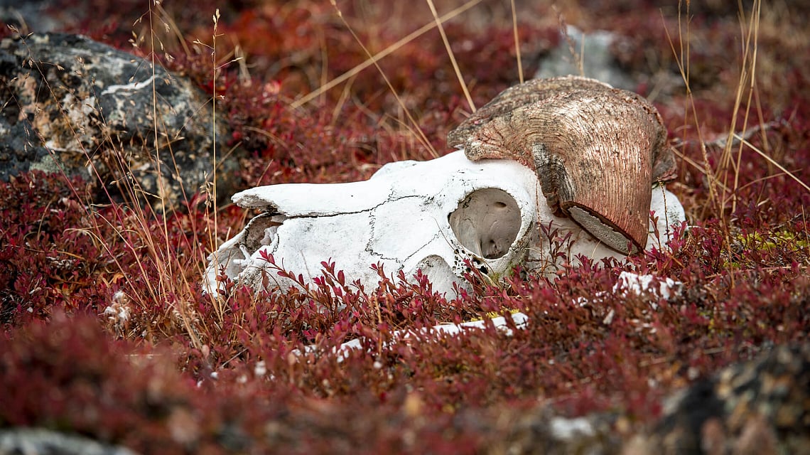 Skull of a musk ox in East Greenland