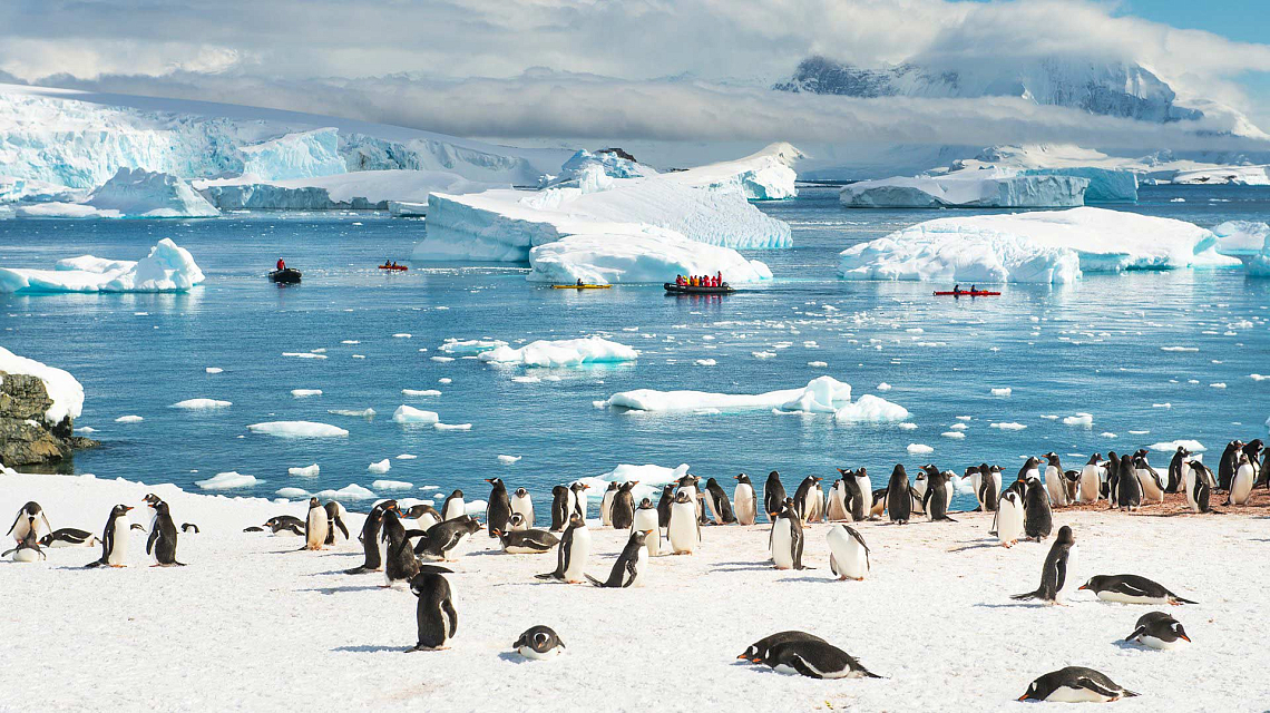 Antarctic Peninsula pinguins