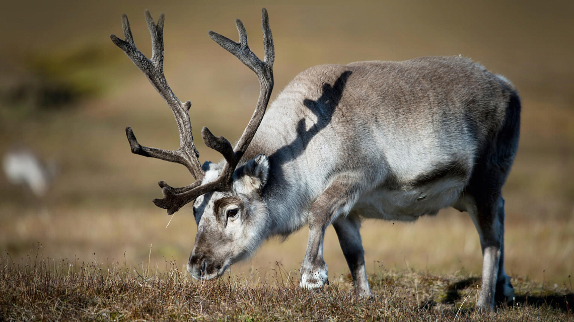 Arctic Circle, Jan Mayen & Spitsbergen reindeer