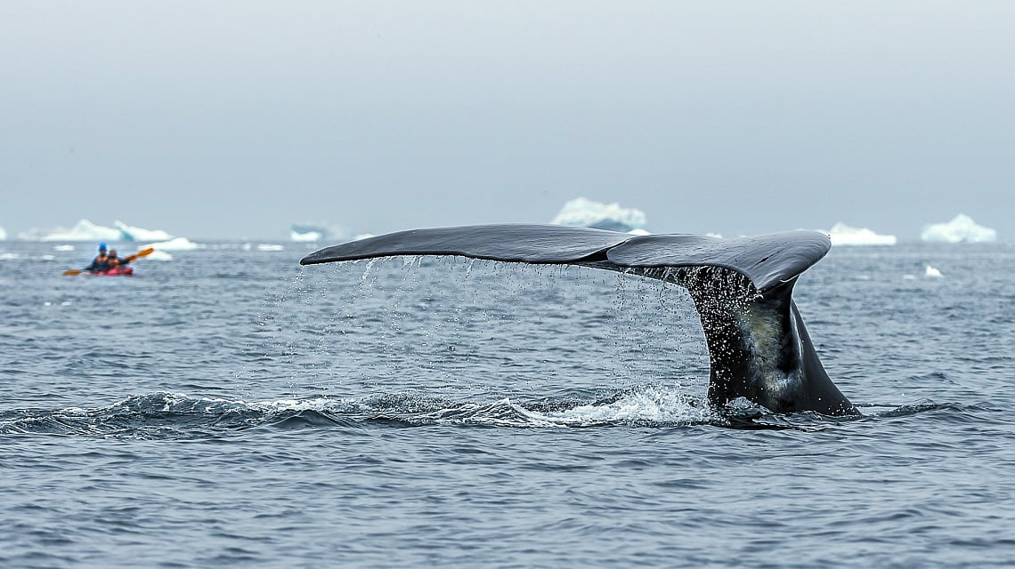 South & West Greenland and Disko Bay whale