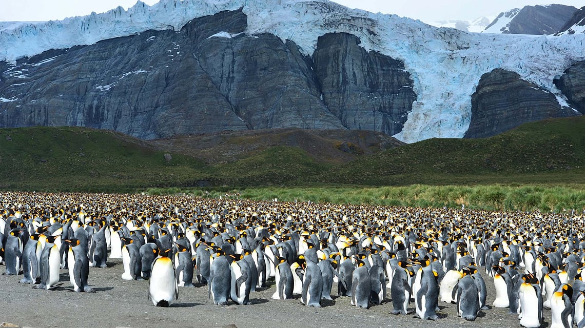 Falklands, South Georgia & Antarctica pinguins