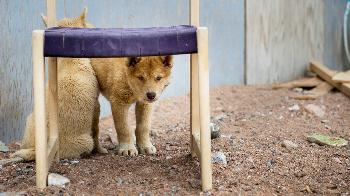 Spitsbergen, Greenland & Iceland dog