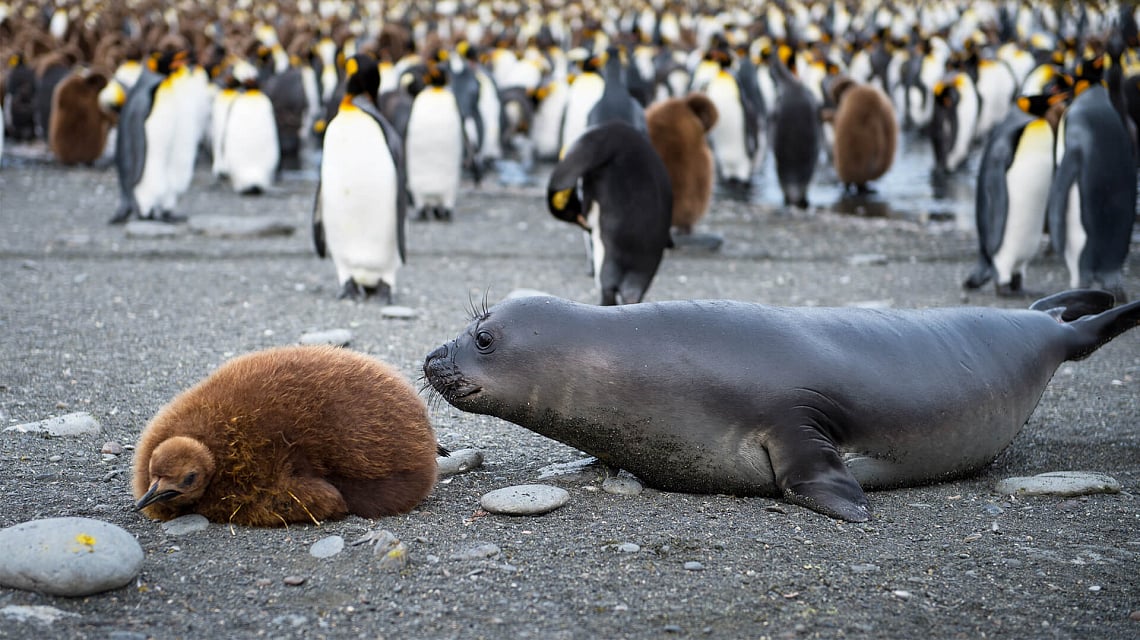 Falklands, South Georgia & Antarctica fur seal