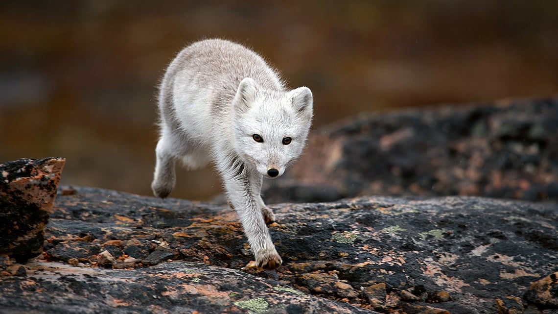 Arctic fox in motion