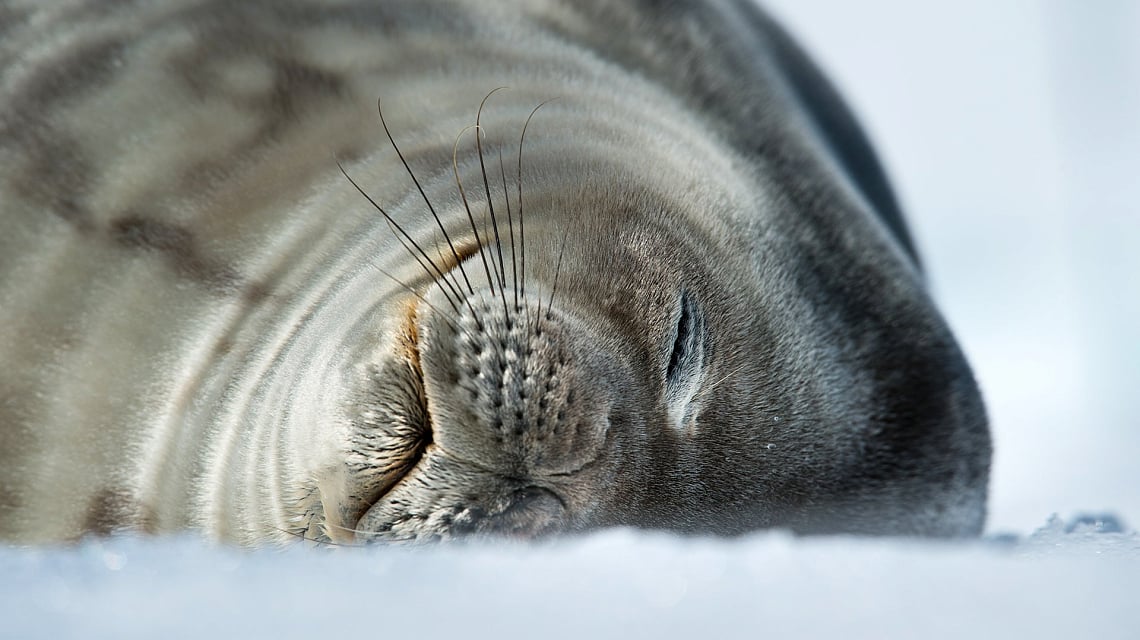 Antarctic Peninsula sea lion