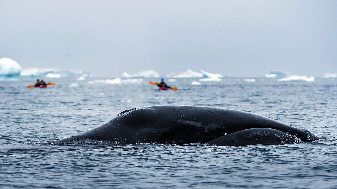 West Greenland and Disko Bay whale