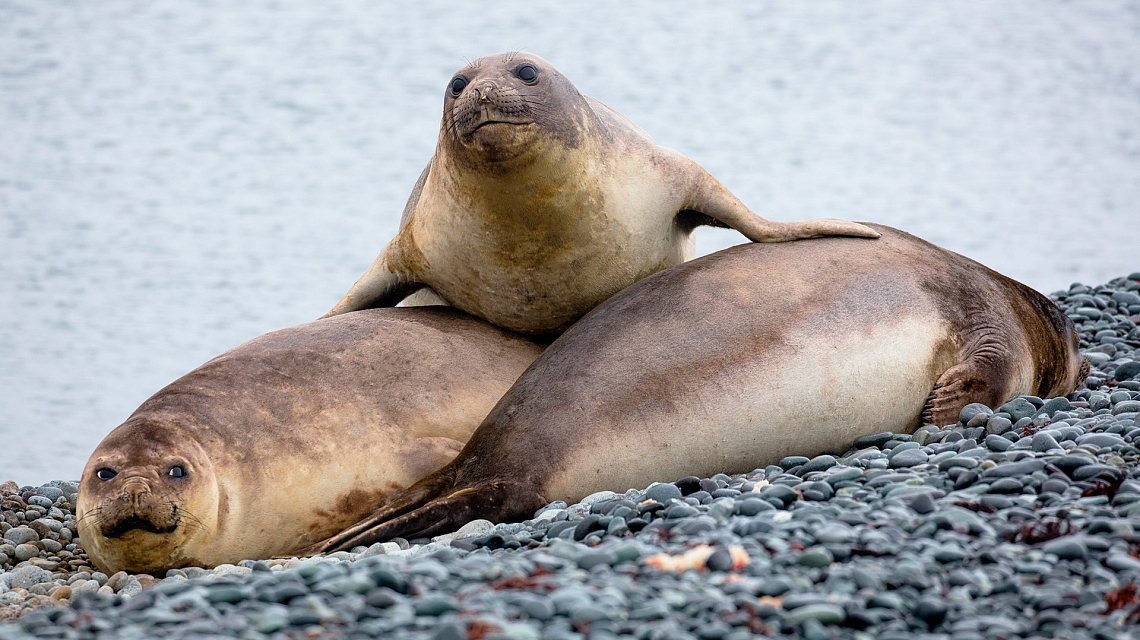 Antarctic Peninsula sea lion