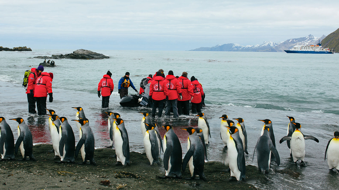 Falklands, South Georgia & Antarctica pinguins