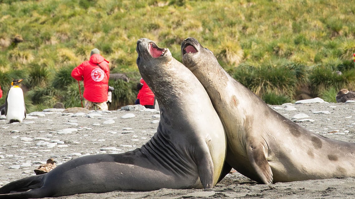Falklands & South Georgia sea lion