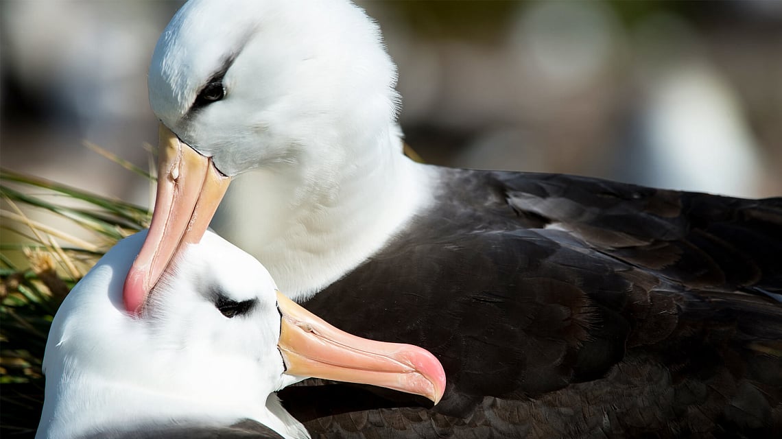 Falklands, South Georgia & Antarctica seagull
