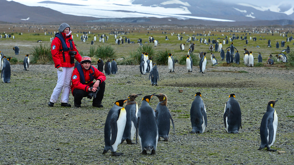 Falklands, South Georgia & Antarctica pinguins